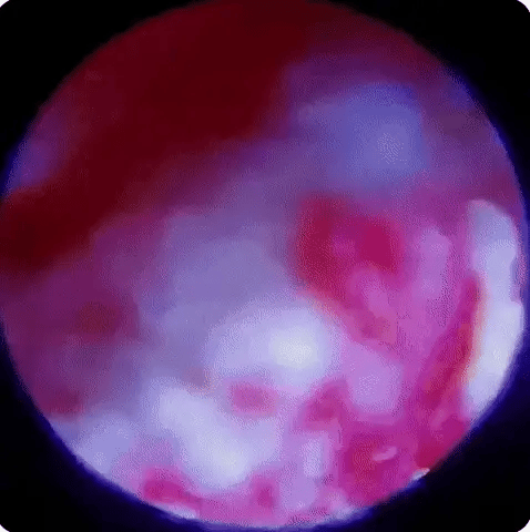 Kids’ Mini Microscope