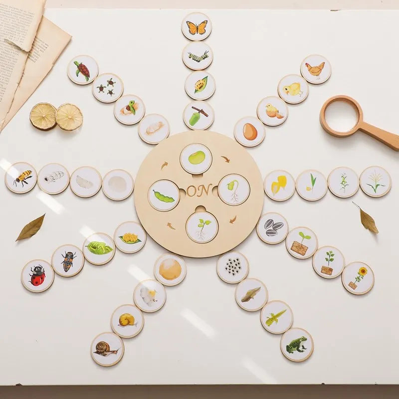 Montessori Life Cycle Wooden Learning Set – Learn, Wonder and Understand