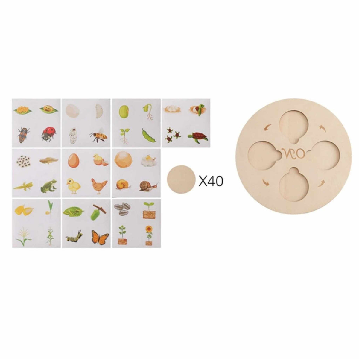 Montessori Life Cycle Wooden Learning Set – Learn, Wonder and Understand